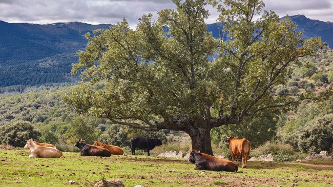 Conoce las claves de la nueva Ley de Restauración de la Naturaleza